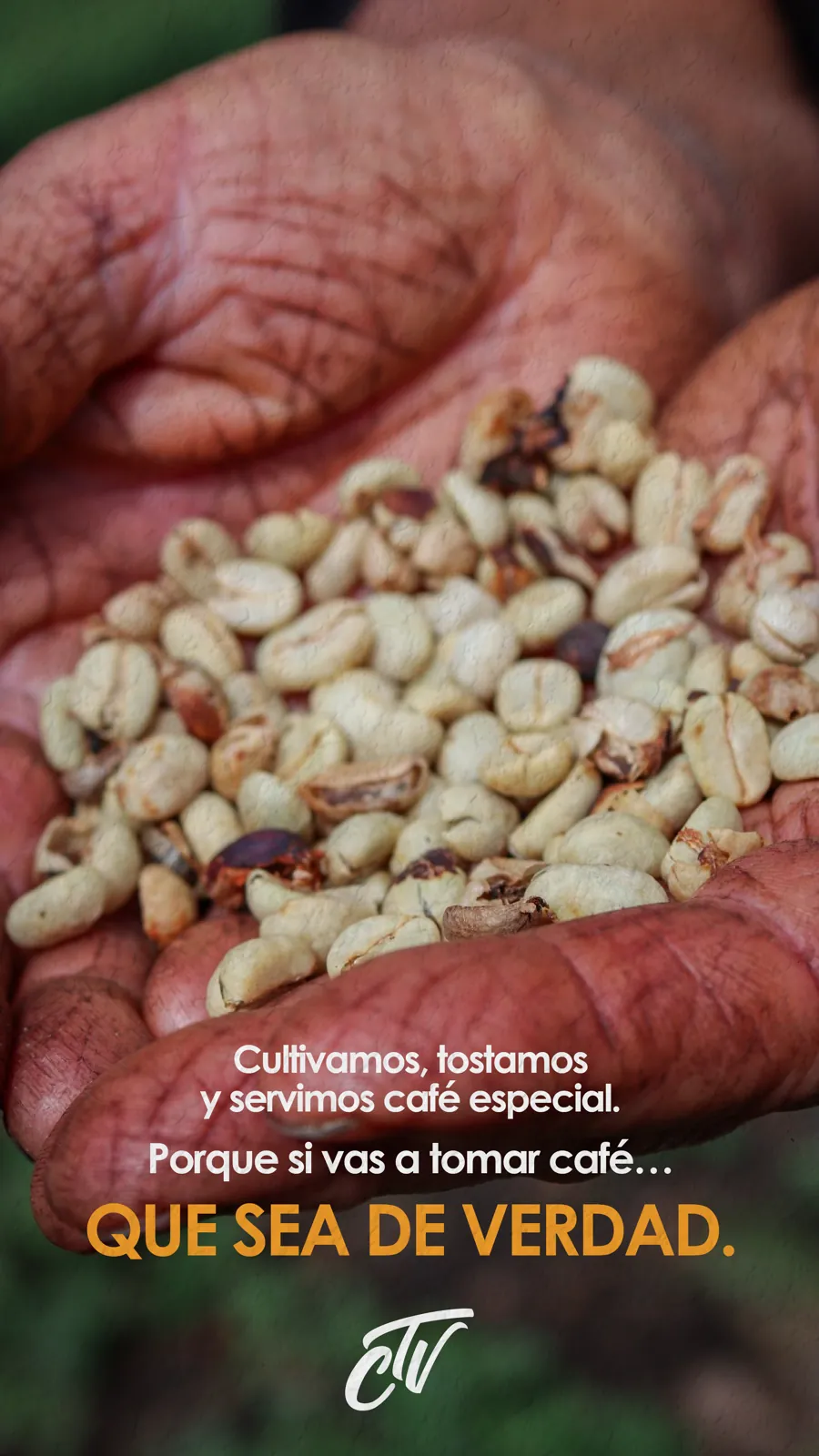Manos de un caficultor de Caicedo sosteniendo café pergamino